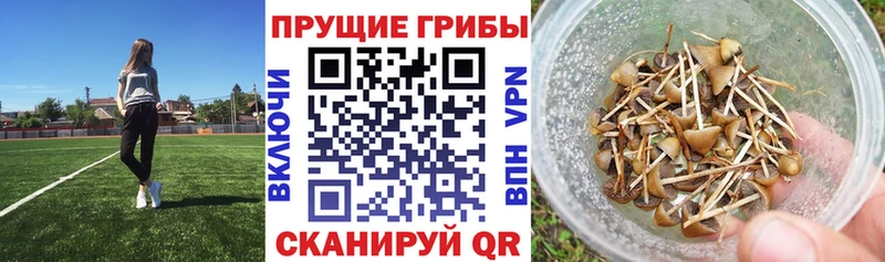 Псилоцибиновые грибы GOLDEN TEACHER  где найти наркотики  Рыбное 